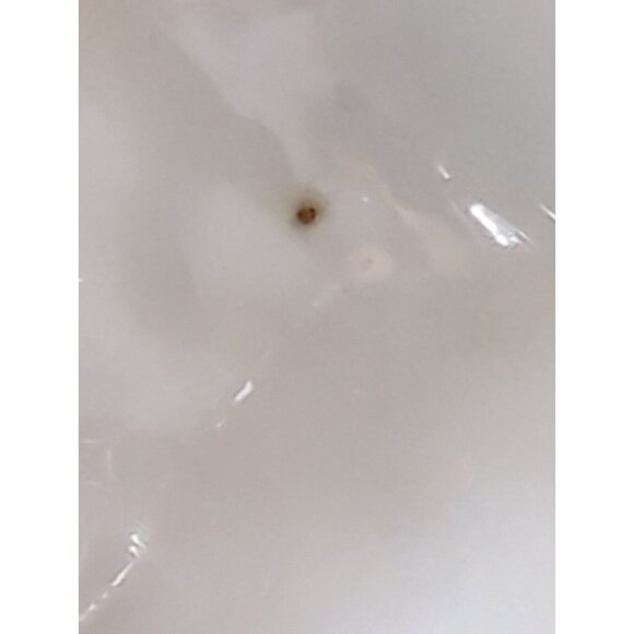 Antique Belleek 2nd Black Mark Pine Cone Tea Cup ONLY RARE Pink Porcelain - Picture 11 of 13